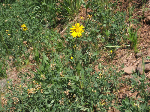 Yellow Button Sun Flower.